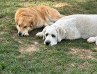 IMG_1395